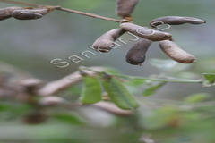 Crotalaria verrucosa